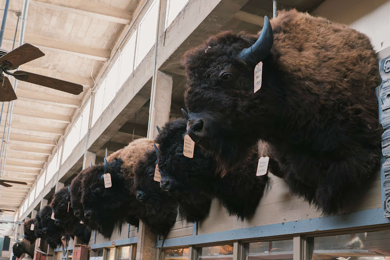 Bison Bull Heads
