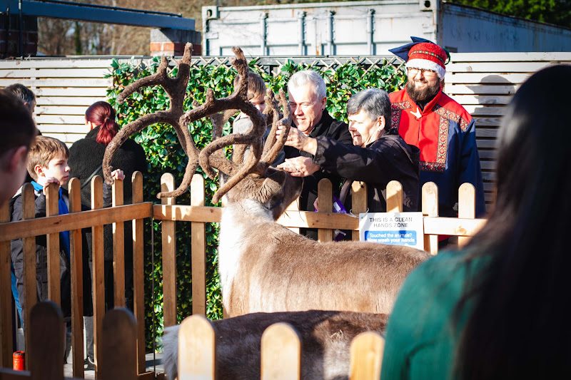 Reindeer Display at Christmas Event