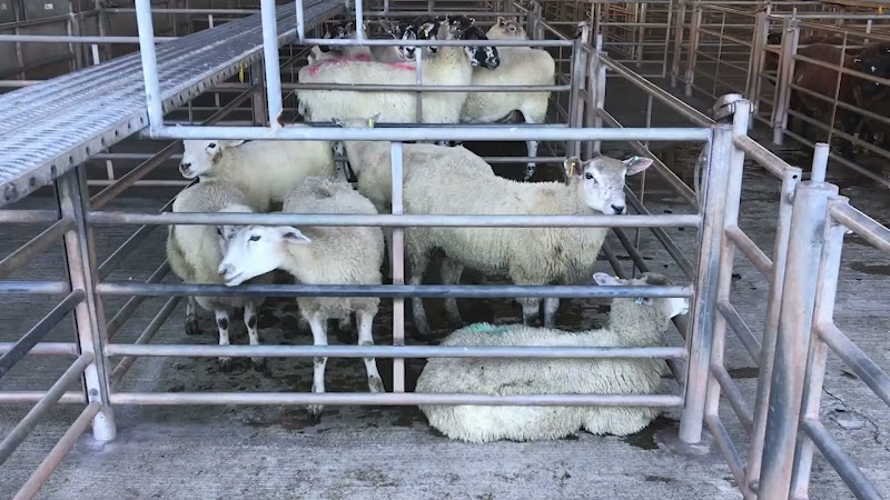Lambs - Newton Abbot Livestock Market