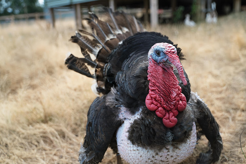 Turkey