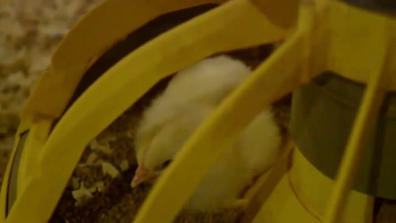 Chick in Feeder in Poultry Farm 