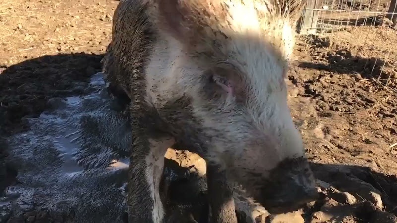 Pig Shakes Off Mud