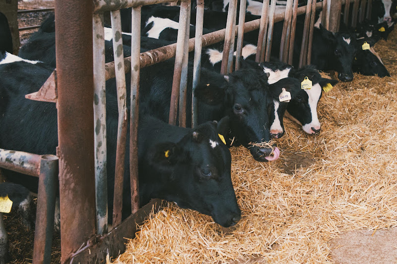 Dairy Cows
