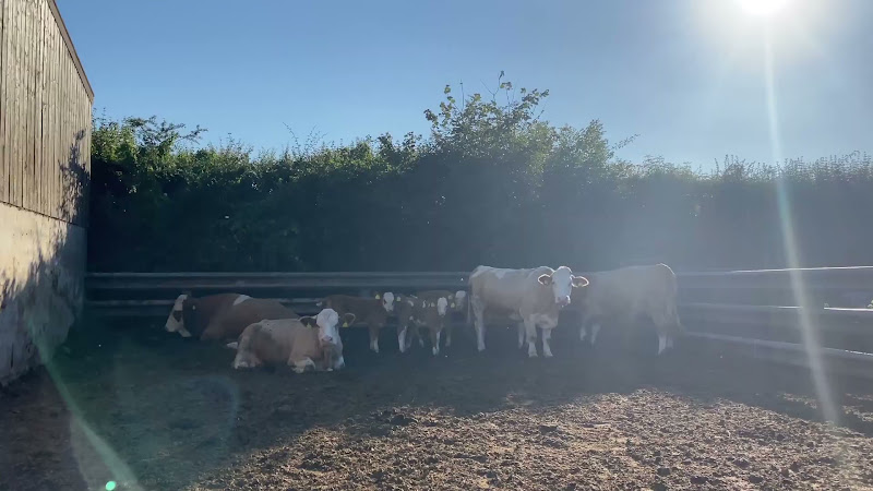 Beef Cows