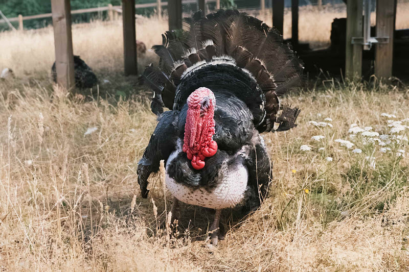 Male Turkey