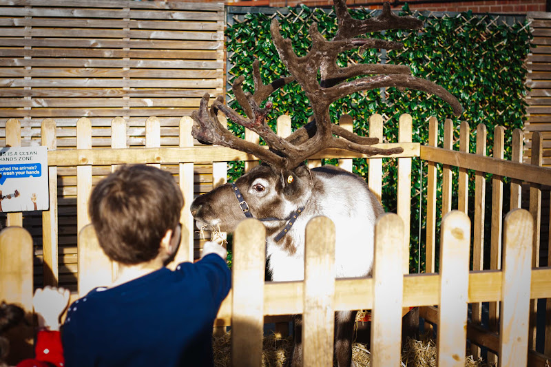 Reindeer Display at Christmas Event