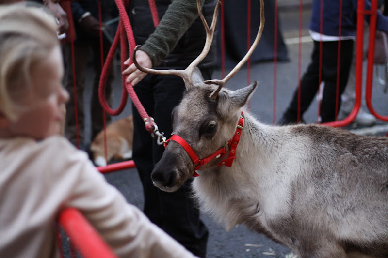Reindeer Display at Christmas Market