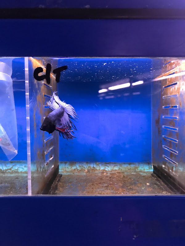Betta Fish In Small Pet Shop Tank