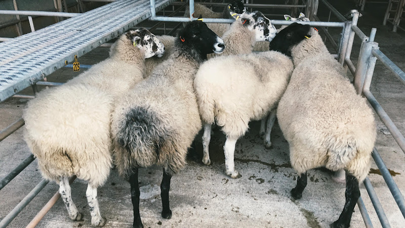 Sheep For Sale - Newton Abbot Livestock Market