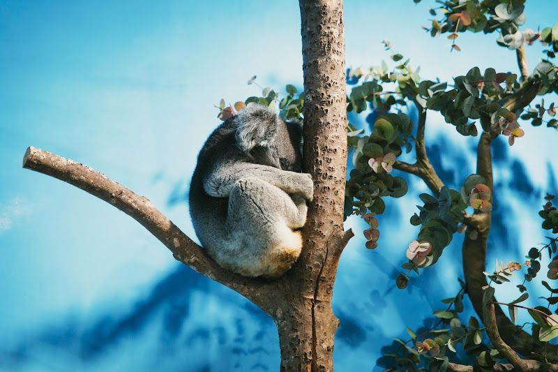 Koala at Longleat Safari Park