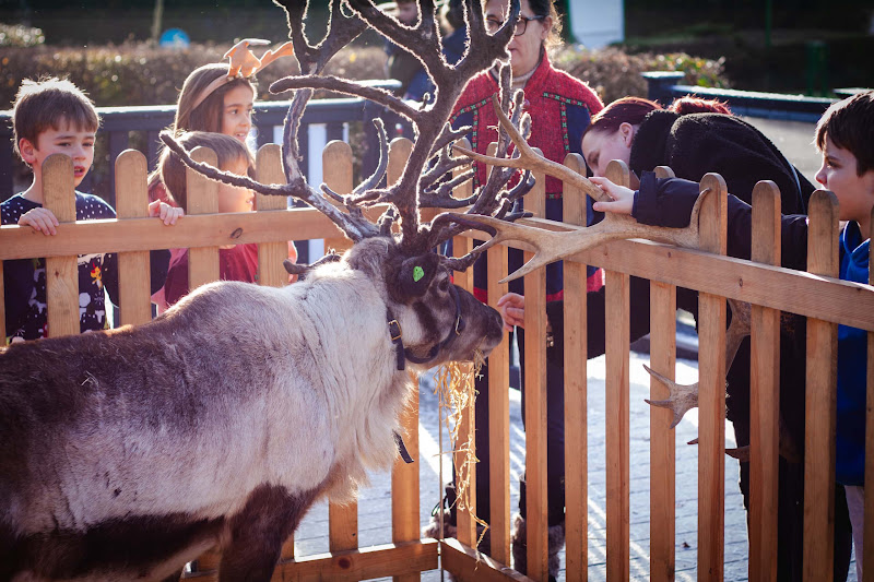 Reindeer Display at Christmas Event
