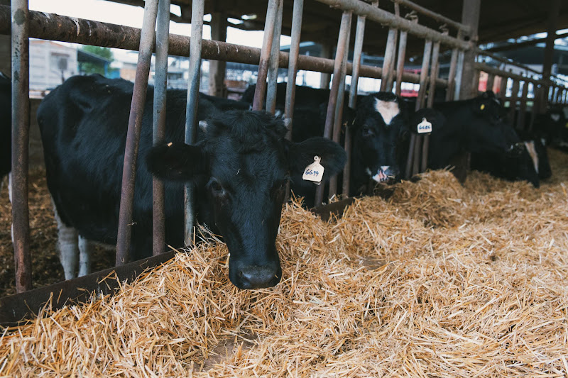 Dairy Cows