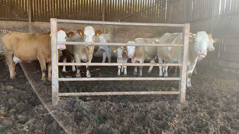 Beef Cows Inside Barn