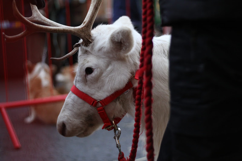 Reindeer Display at Christmas Market