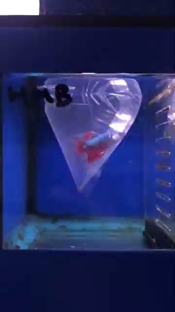 Bagged Betta Fish In Small Pet Shop Tank