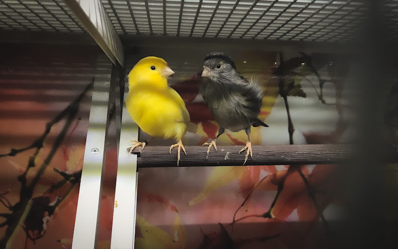 Caged Pet Shop Birds