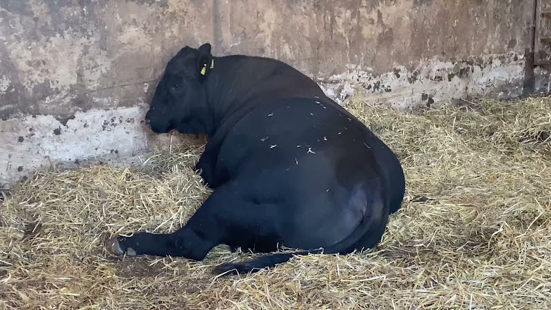 Breeding Bull