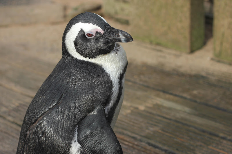 Close-Up Of Penguin At Coastal Zoo