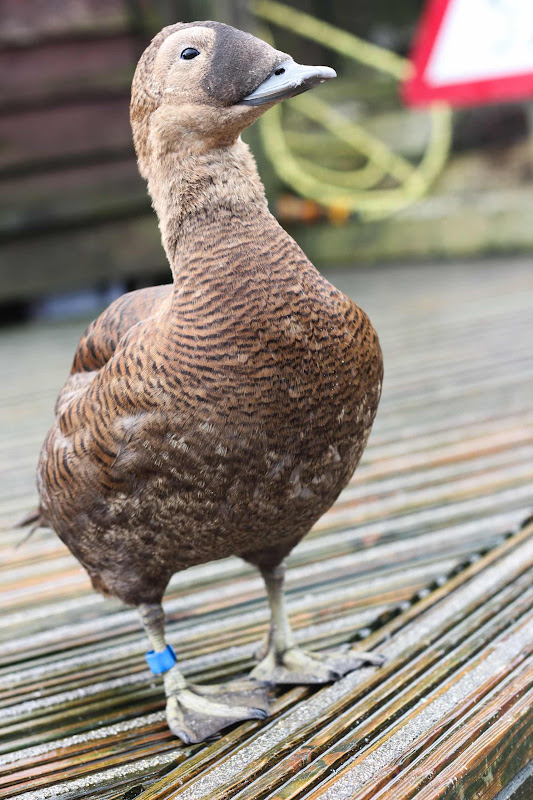 Duck At Coastal Zoo