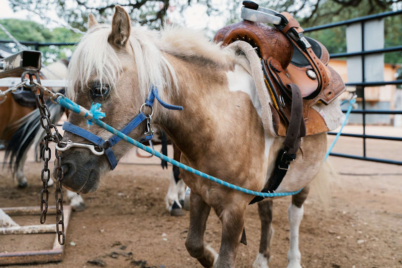 Pony Attached To Merry-Go-Round