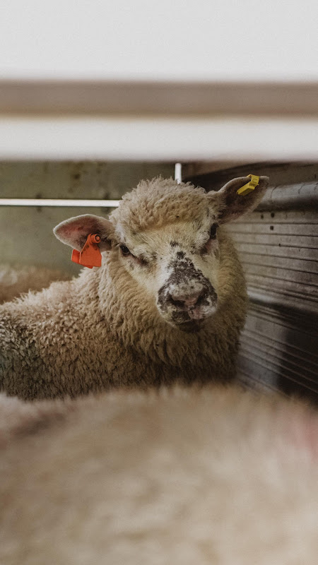 Sheep in transport