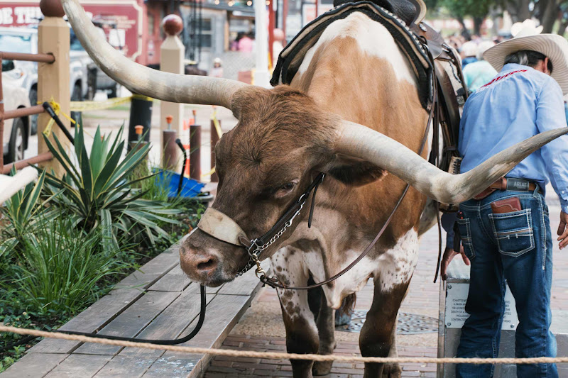 A Tied Up Longhorn Cow Used For Tourist Photos