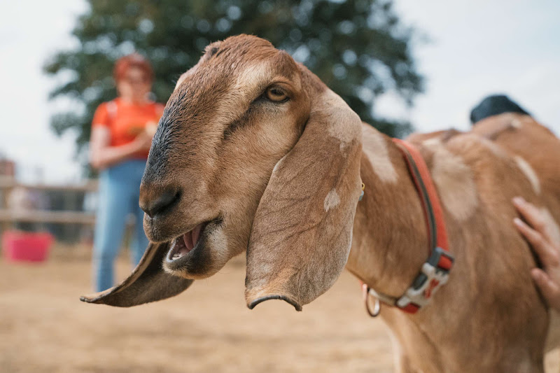Brown Goat