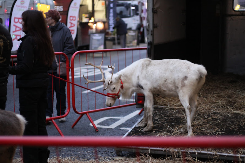 Reindeer Display at Christmas Market