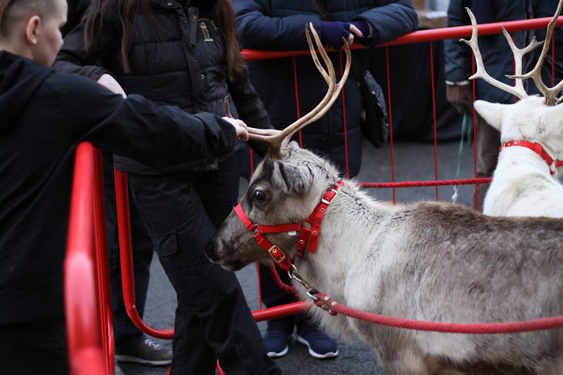 Reindeer Display at Christmas Market