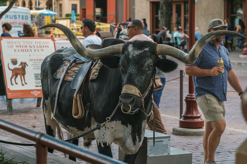 A Tied Up Longhorn Cow Used For Tourist Photos
