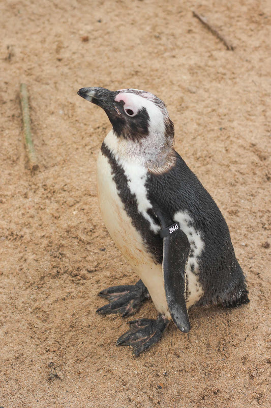 Close Up Of Penguin With ID Tag At Coastal Zoo