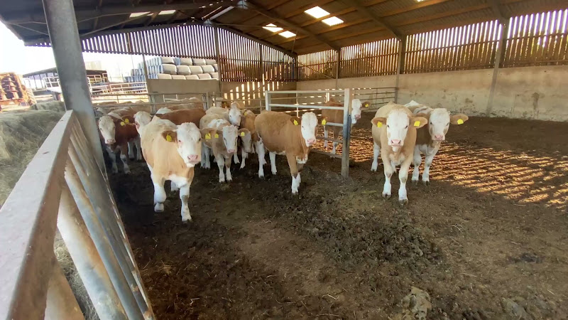 Beef Cows Inside Barn