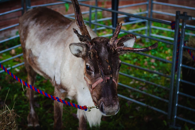 Reindeer at Christmas Event