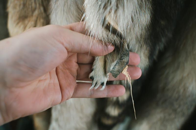 Fox Fur With Feet