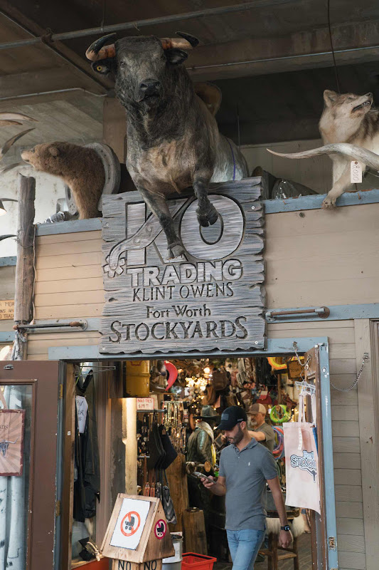 Taxidermy Bull, Bear and Wolf Mounts