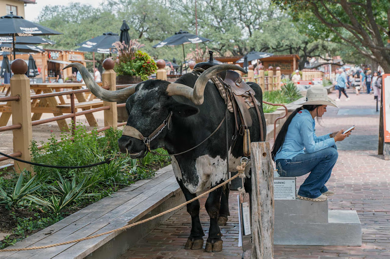 A Tied Up Longhorn Cow Used For Tourist Photos