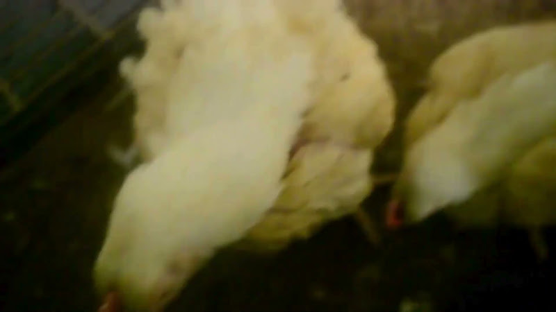 Curious Chickens in Poultry Farm virtue