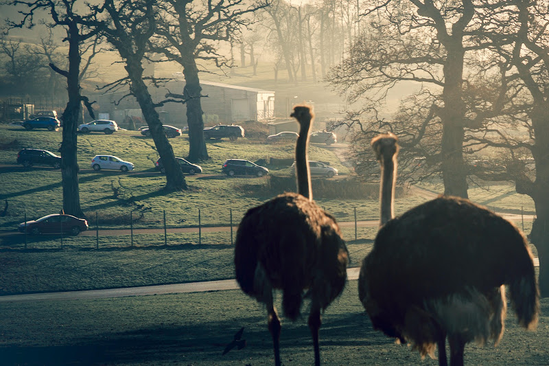 Two Ostrich look out at a long stretch of cars at Longleat Safari Park