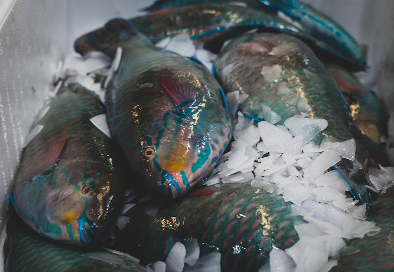 Fish at Billingsgate Fish Market, London