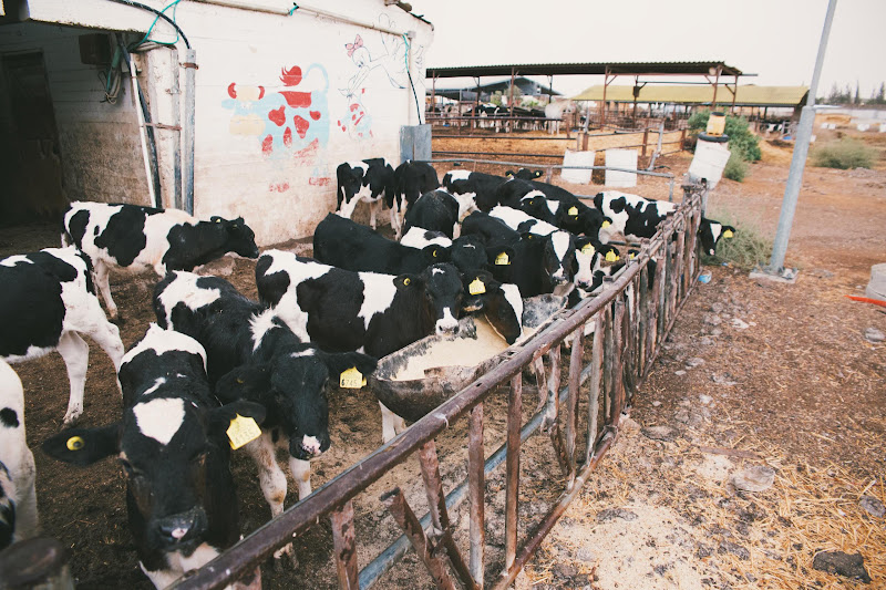 Dairy Cows