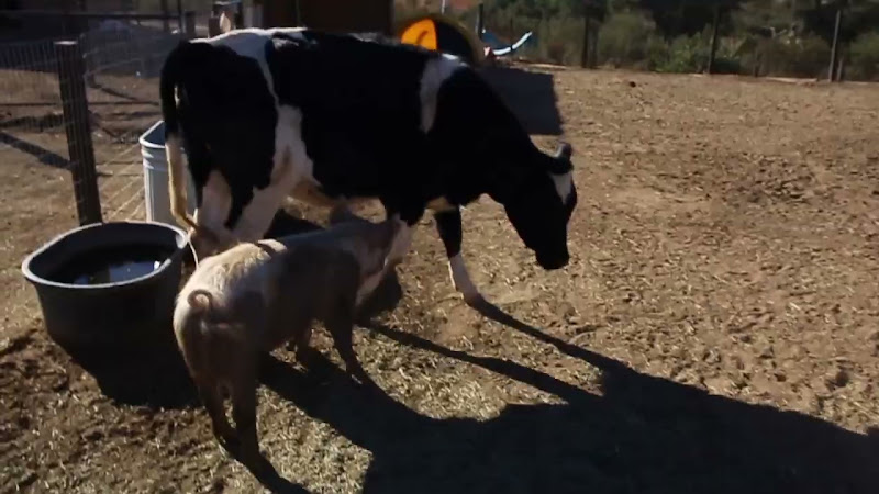 Cow & Pig Play As Friends