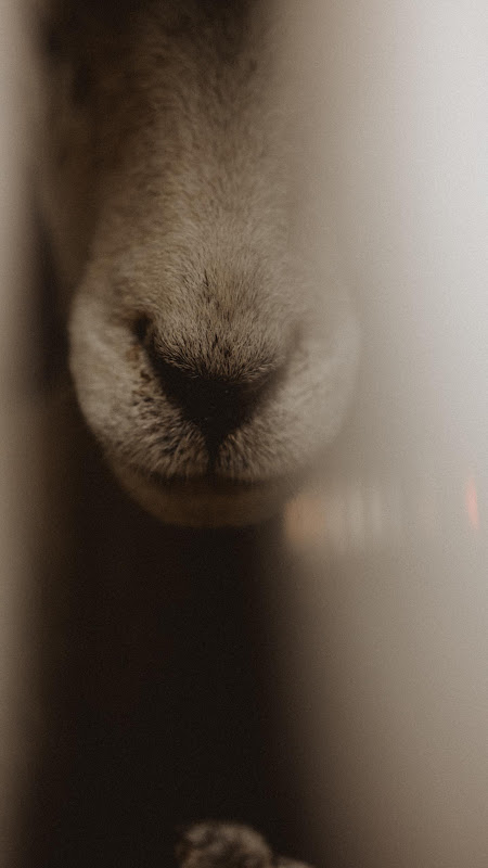 Sheep in transport