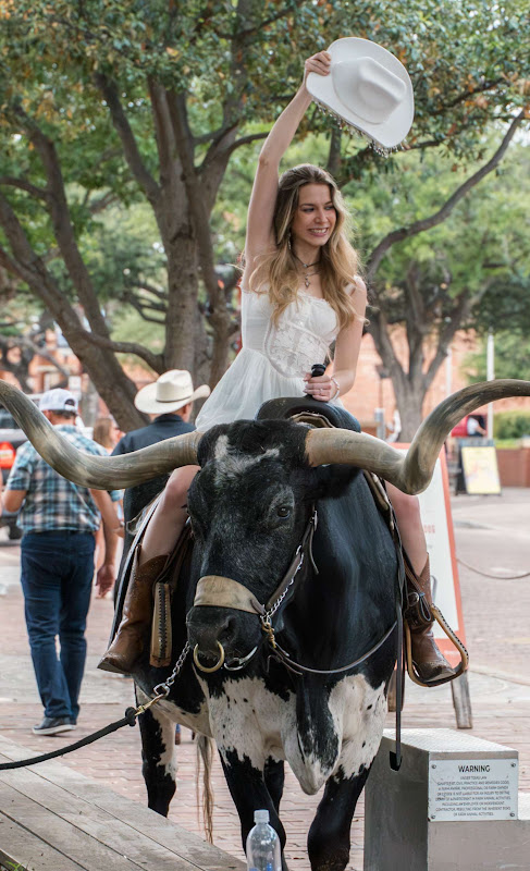Women Sat On Longhorn Cow 