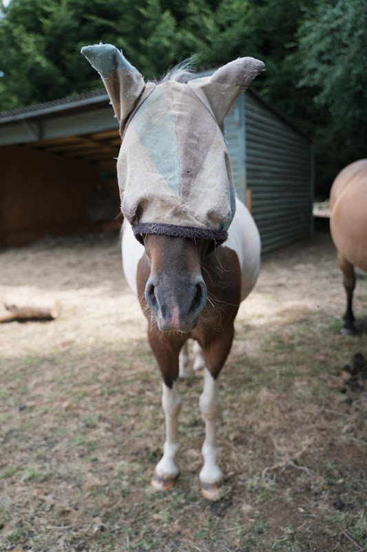 Pony Wearing A Fly Mask