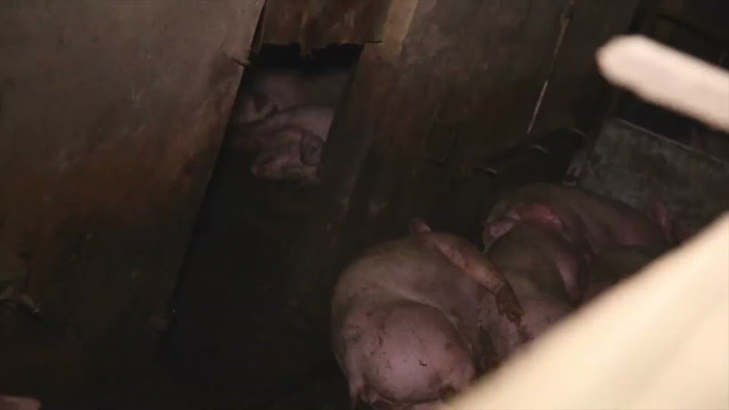 Pigs in pen on farm