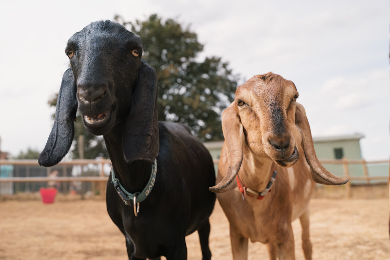 Goats
