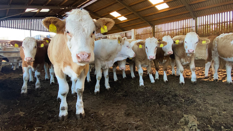 Beef Cows Inside Barn