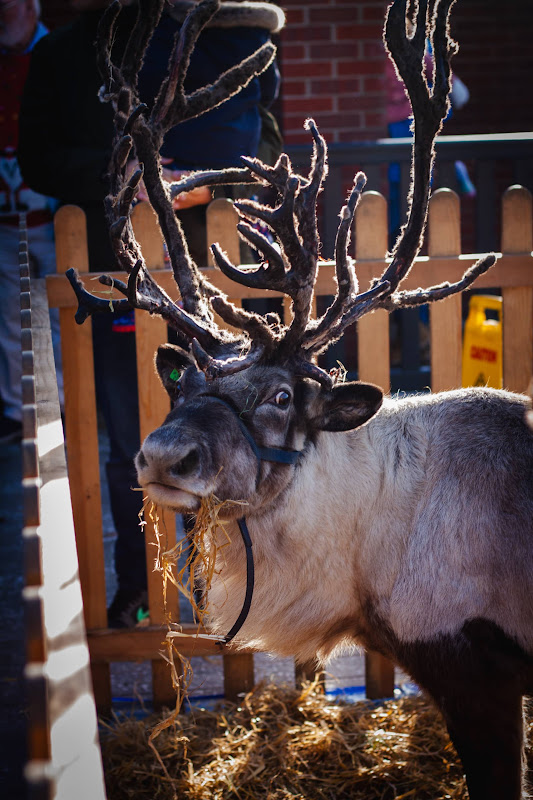 Reindeer Display at Christmas Event
