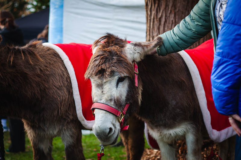 Donkey dressed up for Christmas market