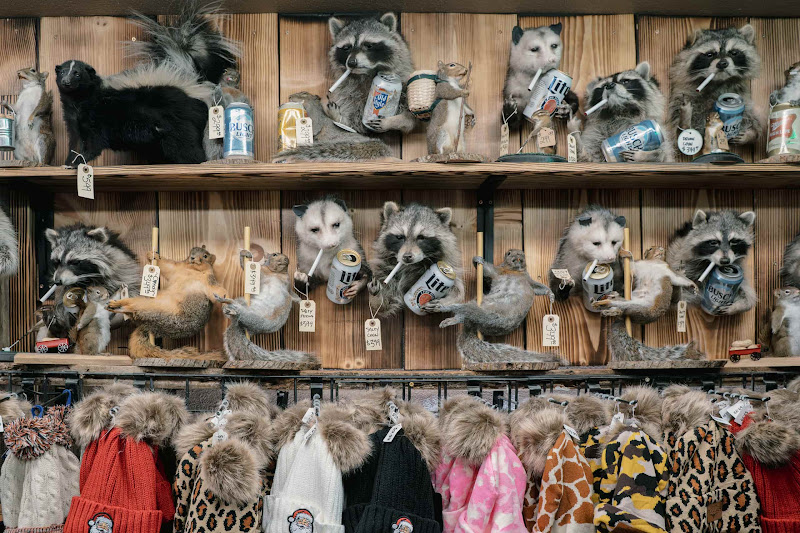 Taxidermy Racoons, Opossums, Squirrels, Skunks and Fur Hats